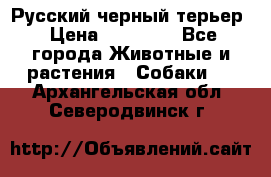 Русский черный терьер › Цена ­ 35 000 - Все города Животные и растения » Собаки   . Архангельская обл.,Северодвинск г.